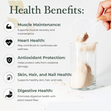 Plant Protein – Vegan Chocolate Protein with Biotin, Omega - 3 & Antioxidants | Muscle Recovery, Energy & Skin Support - IMMUNOSCIENCES