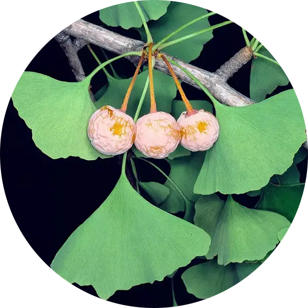 Ginkgo Biloba