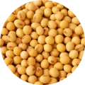 Soy protein