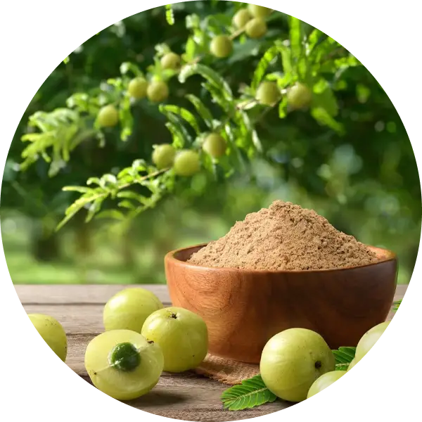 Amla Fruit Extract
