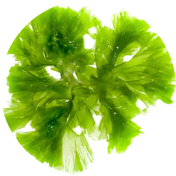 DHA (Omega-3)