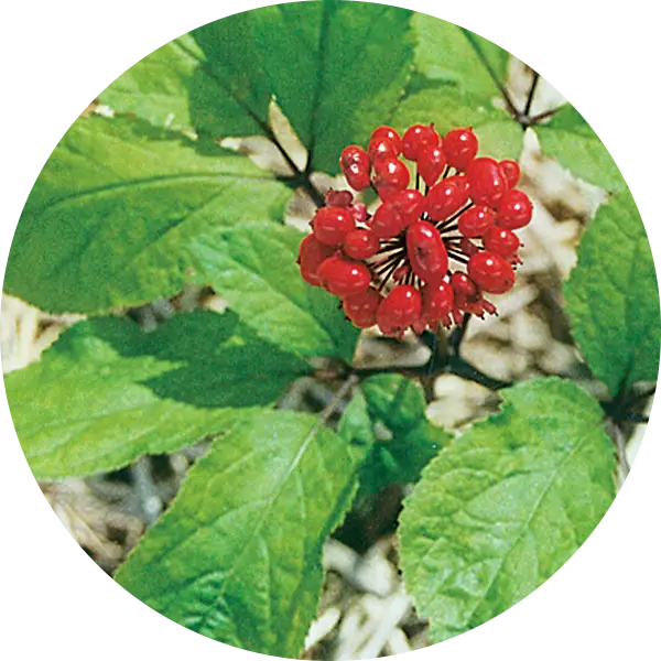 Panax Ginseng