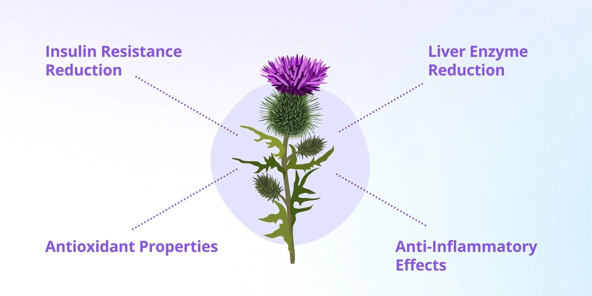 Can Milk Thistle Help Reverse Fatty Liver Disease? A Guide To A Healthier Liver - IMMUNOSCIENCES