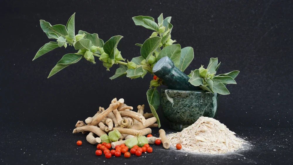Stress Is Killing You Slowly: How Ashwagandha Is Saving Modern Lives - IMMUNOSCIENCES