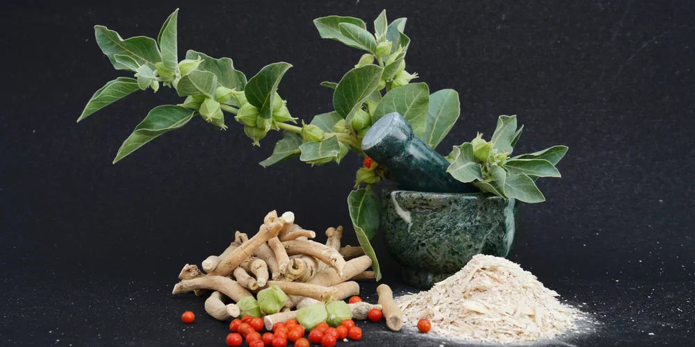 How Ashwagandha Is Saving Modern Lives