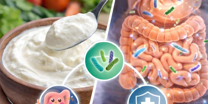 is curd good probiotic for gut health