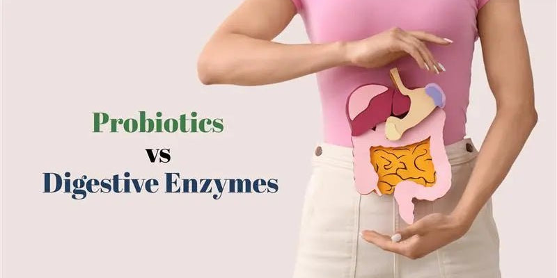 Probiotics vs Digestive Enzymes for Gut Health: Which Works Better? - IMMUNOSCIENCES