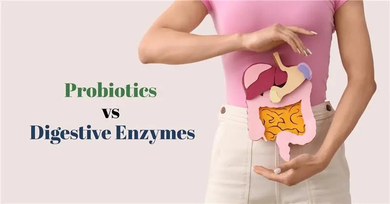 Probiotics vs Digestive Enzymes for Gut Health: Which Works Better? - IMMUNOSCIENCES