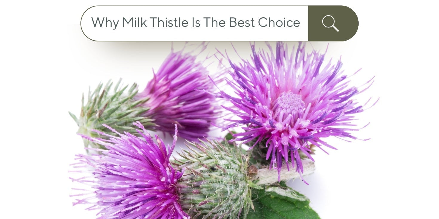 What To Know Before Taking Liver Supplements: Why Milk Thistle Is The Best Choice - IMMUNOSCIENCES