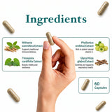 Ayurvedic Immunity Booster – Natural Herbs for Daily Immune Support & Wellness