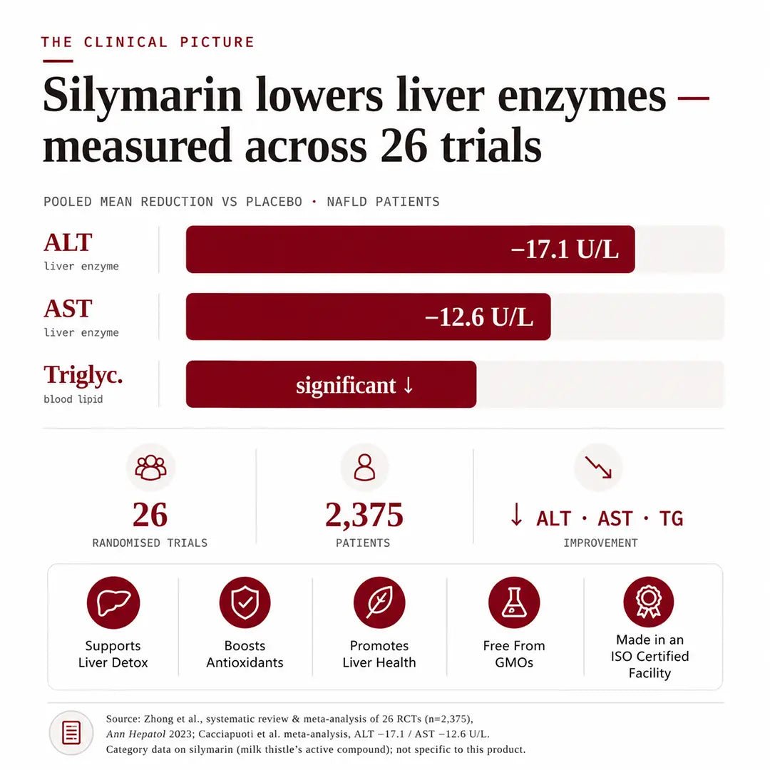 Clinical infographic on silymarin research supporting healthy liver enzymes and antioxidant activity.