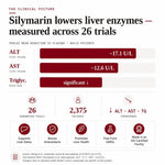 Clinical infographic on silymarin research supporting healthy liver enzymes and antioxidant activity.