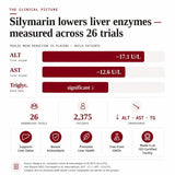Clinical infographic on silymarin research supporting healthy liver enzymes and antioxidant activity.