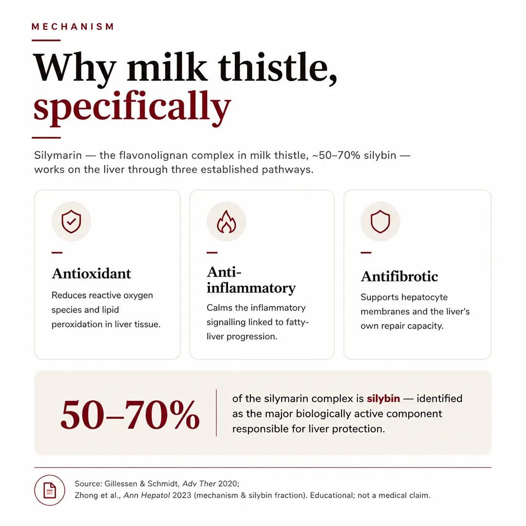 Milk Thistle infographic explaining silymarin and its antioxidant role in supporting liver wellness.