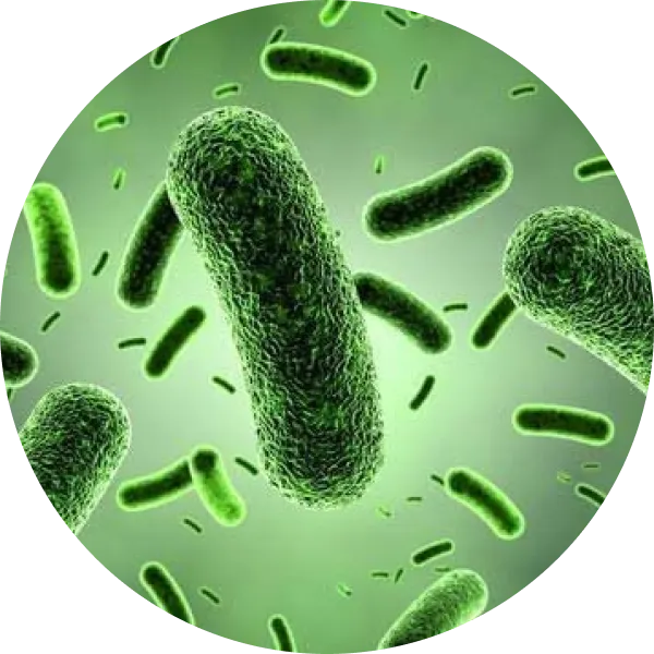 BC30 Probiotic