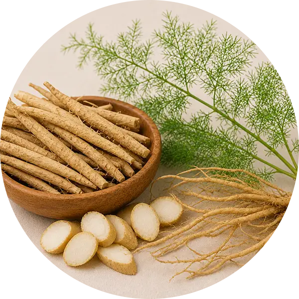 Shatavari Extract